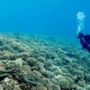 Dead coral skeletons hinder reef regeneration by sheltering seaweed