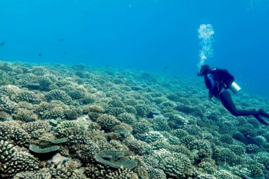 Dead coral skeletons hinder reef regeneration by sheltering seaweed