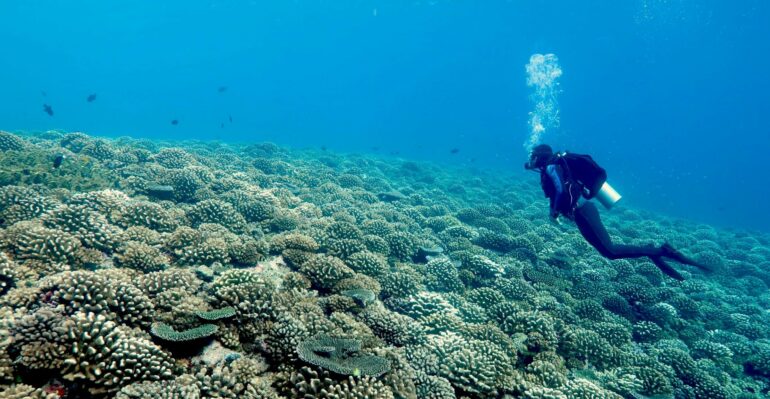 Dead coral skeletons hinder reef regeneration by sheltering seaweed