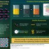 Defect passivation strategy improves perovskite solar cell efficiency