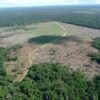 Deforestation in the Amazon is driven more by domestic demand than ...