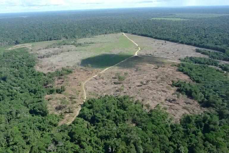 Deforestation in the Amazon is driven more by domestic demand than ...