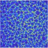 Discovery of a new convective instability in complex fluids, 140 ...