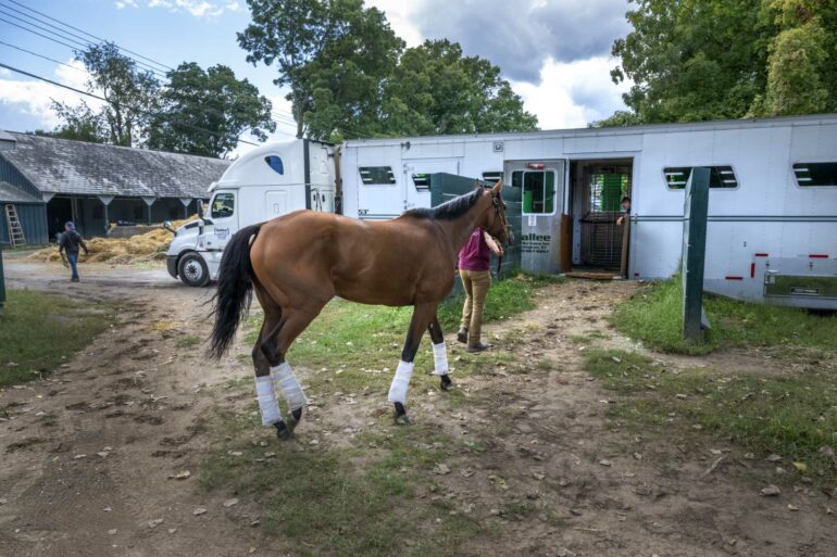 Domesticating horses had a huge impact on human society − new ...