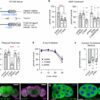 Drosophila study discovers mechanism that could control longevity ...