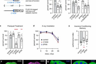 Drosophila study discovers mechanism that could control longevity ...