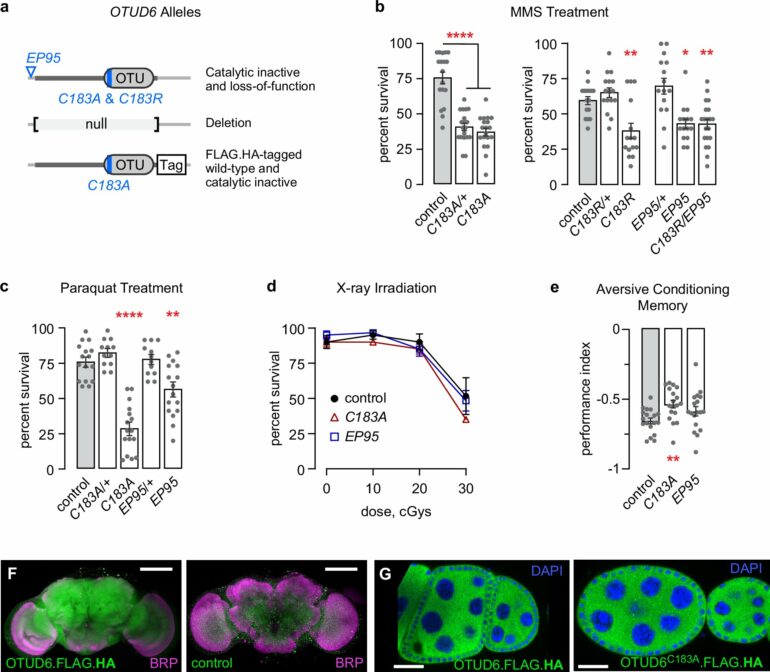 Drosophila study discovers mechanism that could control longevity ...