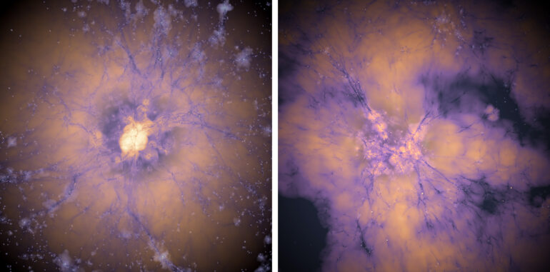 Study: Early dark energy could resolve cosmology's two biggest ...