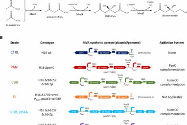 Enhancing microbe memory to better upcycle excess CO₂