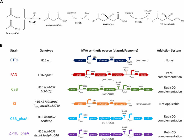 Enhancing microbe memory to better upcycle excess CO₂