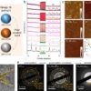 Enhancing semiconductor functionality with TeSeO materials for ...