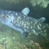 Exceptional new fish fossil sparks a rethink of how Earth's ...