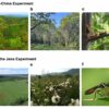 Experimental evidence links plant diversity to ecosystem ...