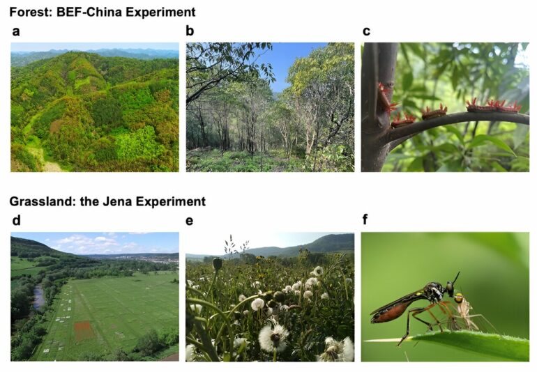 Experimental evidence links plant diversity to ecosystem ...