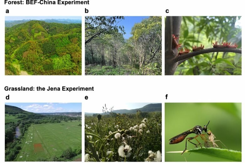 Experimental evidence links plant diversity to ecosystem ...