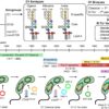 Frontiers | Vibrio cholerae, classification, pathogenesis, immune ...