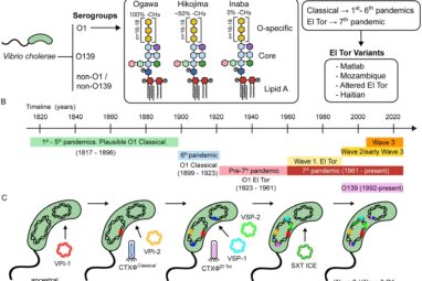 Frontiers | Vibrio cholerae, classification, pathogenesis, immune ...