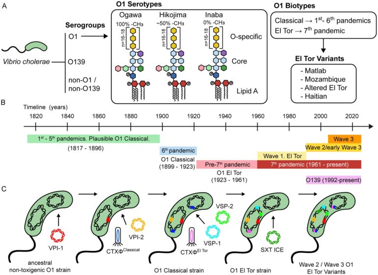 Frontiers | Vibrio cholerae, classification, pathogenesis, immune ...