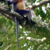 Forest loss forces langur species to interbreed, study shows