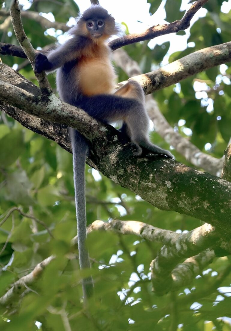 Forest loss forces langur species to interbreed, study shows