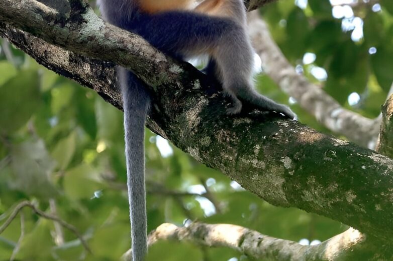 Forest loss forces langur species to interbreed, study shows