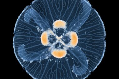 From branches to loops: The physics of transport networks in nature