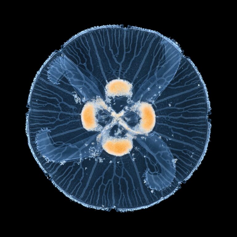 From branches to loops: The physics of transport networks in nature