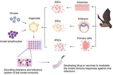 Viruses | Free Full-Text | Exploring the Role of Innate ...