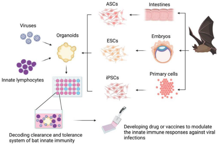 Viruses | Free Full-Text | Exploring the Role of Innate ...