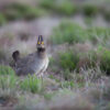 Genomic analyses of prairie chickens cast doubt on species ...