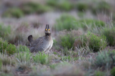 Genomic analyses of prairie chickens cast doubt on species ...