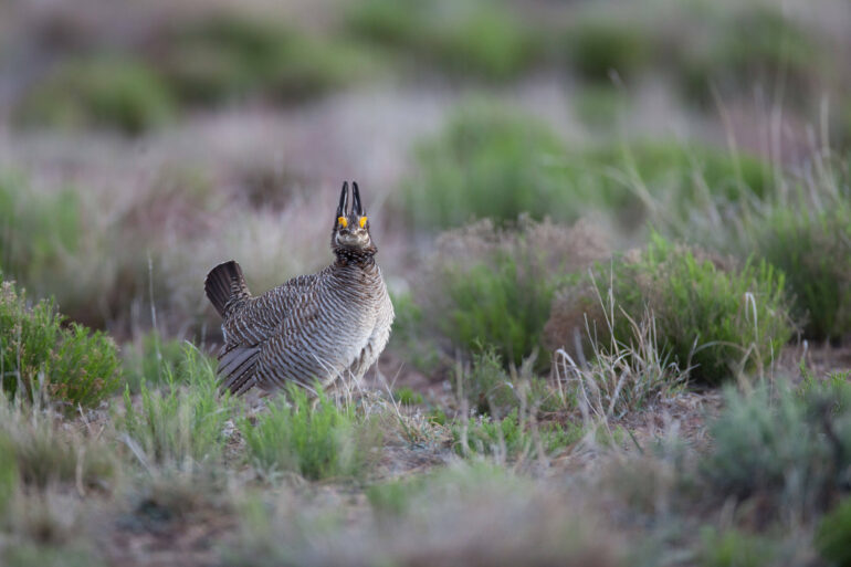 Genomic analyses of prairie chickens cast doubt on species ...