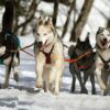 Genomics reveals sled dogs' Siberian lineage