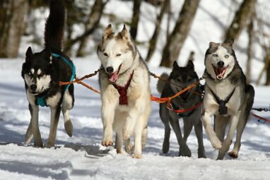 Genomics reveals sled dogs' Siberian lineage