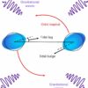 Gravitational waves unveil previously unseen properties of neutron ...