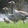 Greylag geese with similar personalities have higher hatching ...