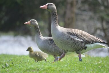 Greylag geese with similar personalities have higher hatching ...