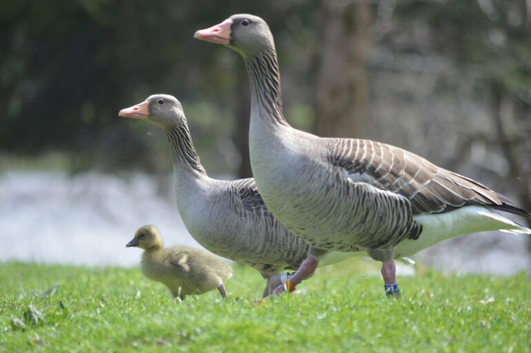 Greylag geese with similar personalities have higher hatching ...