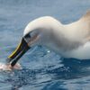 Highly-sensitive beaks could help albatrosses and penguins find ...