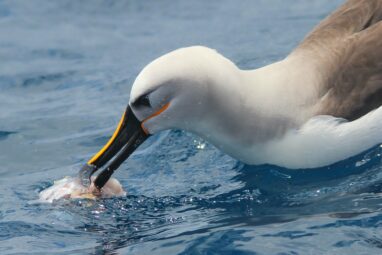 Highly-sensitive beaks could help albatrosses and penguins find ...