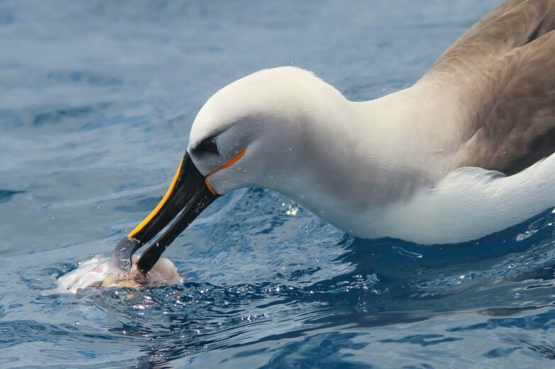 Highly-sensitive beaks could help albatrosses and penguins find ...