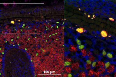 Hijacking the command center of the cell: Nuclear parasites in ...