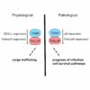 How a bacterial pathogen that causes dysentery manipulates ...