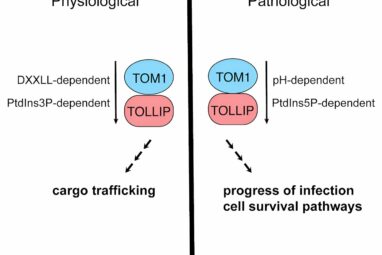 How a bacterial pathogen that causes dysentery manipulates ...