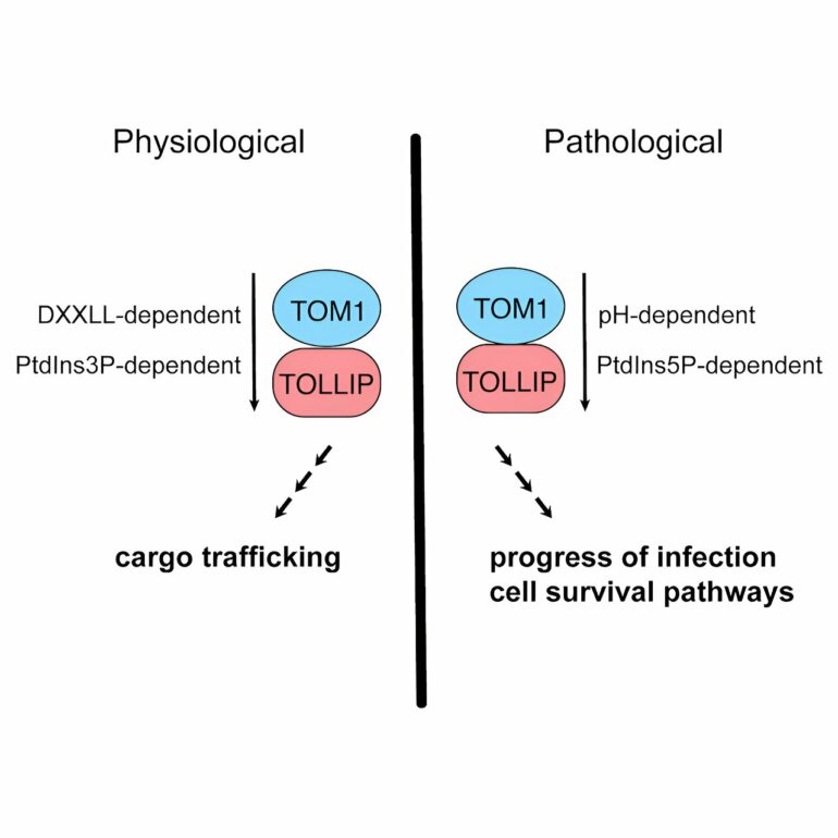 How a bacterial pathogen that causes dysentery manipulates ...