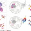 How a protein keeps gene clusters quiet in the cell nucleolus