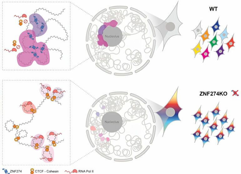 How a protein keeps gene clusters quiet in the cell nucleolus