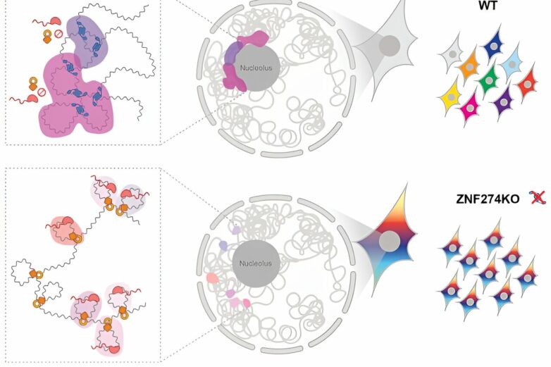 How a protein keeps gene clusters quiet in the cell nucleolus