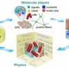 How bacteria actively use passive physics to make biofilms