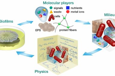 How bacteria actively use passive physics to make biofilms